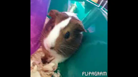 my guinea pigs cinnamon and oreo