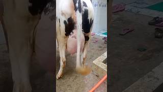 "এই গাভী কিনলেই মাসে ৩০,০০০ আয়!" 01858511515 #holstein #mashaallahdairyfarm #shorts #reels #foryouシ