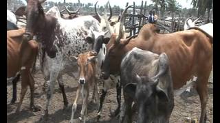 Brave Paysan / Portrait d'un eleveur de Bovins à la fois Boucher