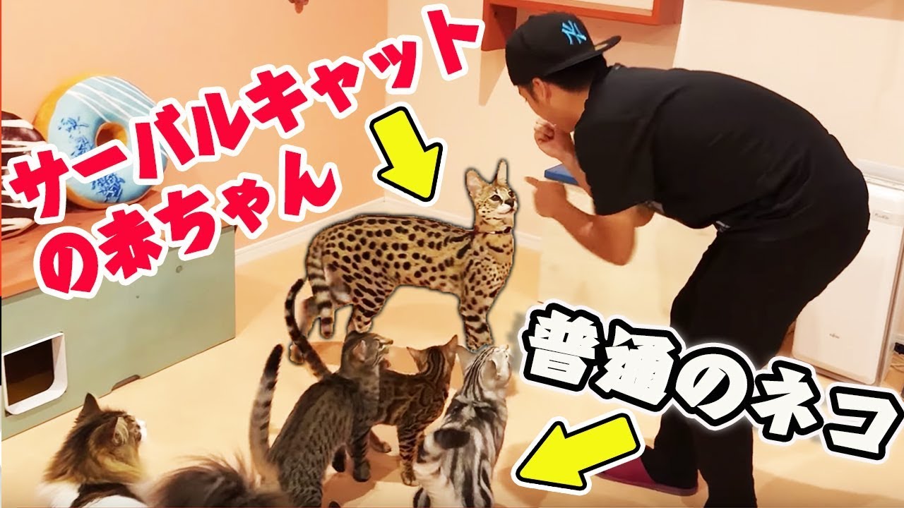 日本初 超かわいいサーバルキャットに会える猫カフェに行って来た 沖縄 Youtube