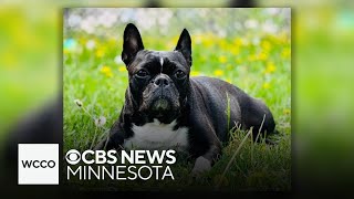 Police investigate St. Paul dognapping