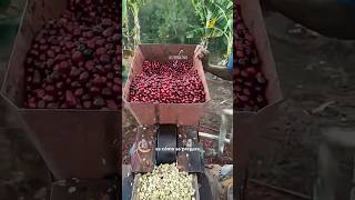 Así Se Hace El Café En El Campo
