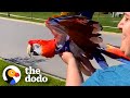 Woman Helps Parrot Fly For The First Time | The Dodo