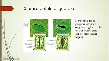 Cosa sono gli stomi delle foglie?