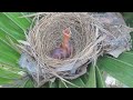 Baby birds just Newborn and Their Skin are Dry by their body not have Hairs