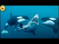 Esta Es La Razón Por La Que Las Orcas Se Llaman Ballenas Asesinas