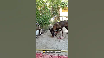 اقنعت الكلب يصاحب القطة 