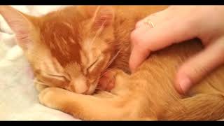 Абиссинский котенок сильно хочет спать/Abyssinian kitten wants to sleep Абиссинский котенок сильно хочет спать/Abyssinian kitten wants to sleep