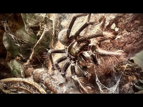 Beast of a Singapore Blue Feeding Video (8.5”)