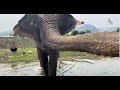 elephant Lady Siam is bathing - EleFlix