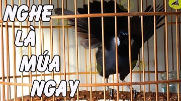 Khướu bạc má Múa cánh xòe đuôi nhẹ nhàng buổi sáng kích khướu nhà bạn căng lửa ức chế Múa Theo