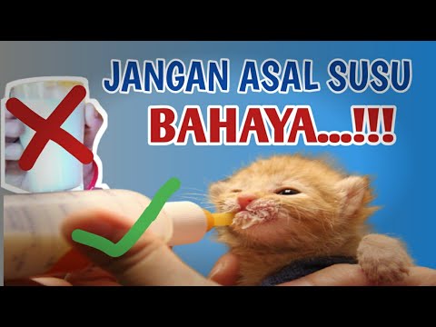 4 MEREK SUSU YANG BAGUS UNTUK ANAK KUCING