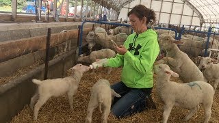 Chores on the Sheep Farm.   |  Vlog 27