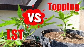 Das richtige Training für deine Pflanzen