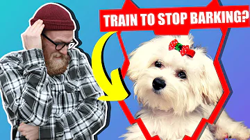 How do I stop my Maltese from barking?