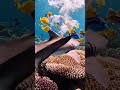 shark baby dance little shark #animals #wateranimals #shark #attack