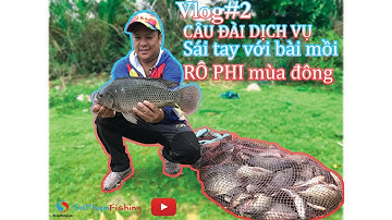 CÂU ĐÀI DỊCH VỤ | Sái tay với bài mồi RÔ PHI mùa Đông-Tilapia Fishing