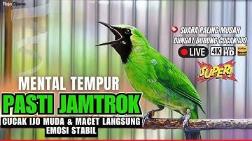 CUCAK IJO GACOR ISIAN TEMBAKAN RAPAT !! Pancingan Cucak Ijo Muda & Macet Langsung Emosi Bisa Jamtrok