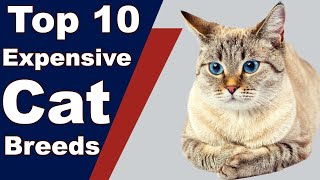 Top 10 Most Expensive House Cat Breeds in the World 2021 by Pets and Animals 296 views 3 years ago 6 minutes, 34 seconds
