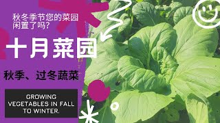 秋季过冬蔬菜10月菜园 Growing Vegetables In Fall Two Winter Youtube
