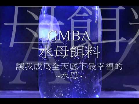 [GMBA恩典海洋生物] 人工水母 (Acromitus sp.) 捕食GMBA水母餌料