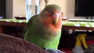 Young lovebird sleeping and chirping