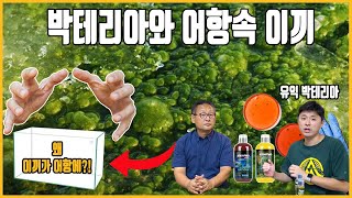 어항속 이끼! 근본을 제거해야합니다! 바닥에 미끌거리는 것은 건강한 박테리아!! [애니몰로TV]