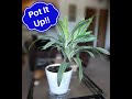 Why And How To Pot Up Your Houseplants