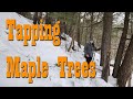 Tapping Maple Trees, the start of Syrup Season! ~ Simple Self Reliance Skill