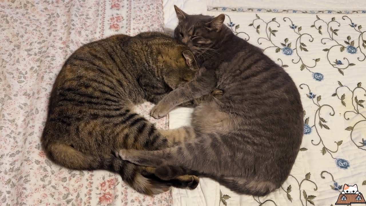 The cutest couple 😻 Romantic Cats’ Moment ️ Adorable Cats - YouTube