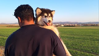 A husky hugs its owner lovingly | Dog vlog