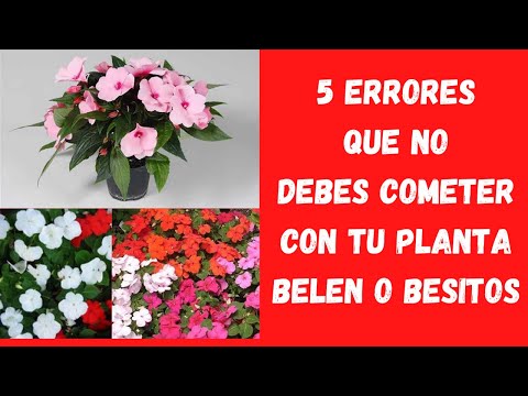 Video: Cuidado de las plantas Sunpatiens: cultivo de plantas Sunpatiens en el jardín