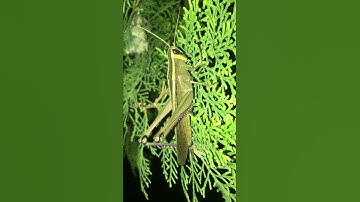 Big Giant Grasshopper || Grasshopper || Grasshopper At Night || #shorts #therealone4u #youtube