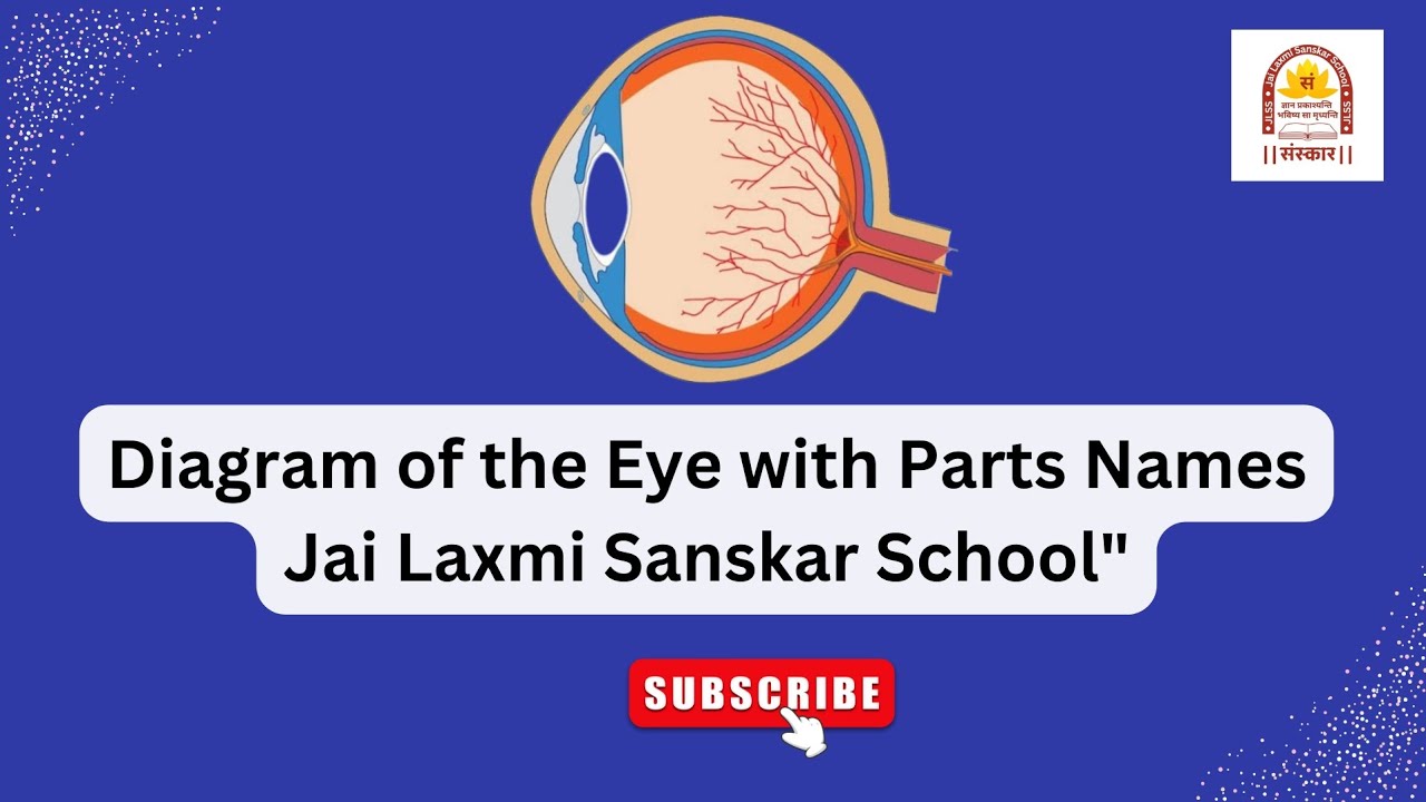 Duction Names Eye Diagram of the Eye with Parts Names | आंख का आरेख और उसके भागों के नाम ...