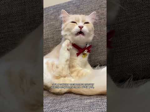 Видео: Реакция флеменов на домашних кошек