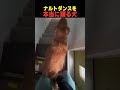 ナルトダンスをする犬(ai無し)