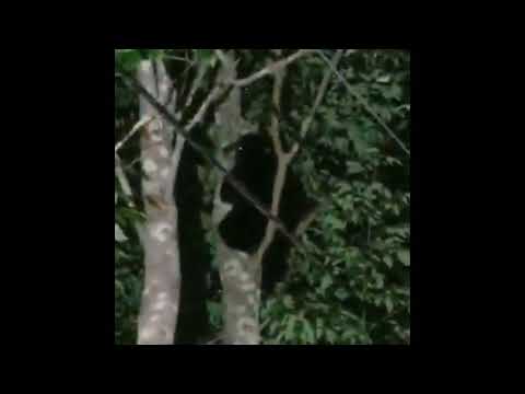 two-bears-in-farsite-bungalow-colony-in-monticello
