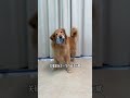 #DogGrooming #DogCare #CuteDogs #DogLovers #DogsOfYouTube #HappyDog 🎷 Finally found a fun and 🍭 P11