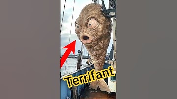Ces 5 poissons sont si bizarres… qu’ils ne devraient même pas exister #top5