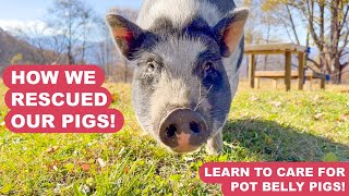 Meet Our Rescued Pigs And Learn About Potbellied Pig Care