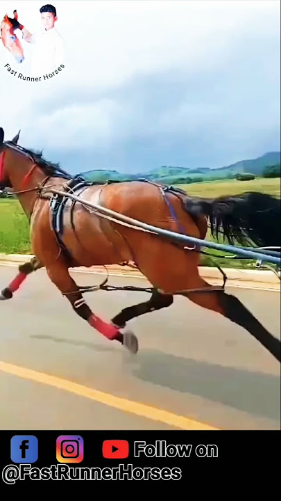 Download lagu #animal #horse #horseriding #horselover #sindhihorse #shorts