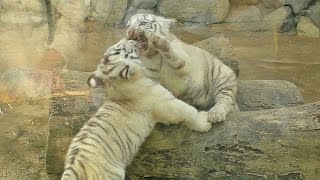 戦うホワイトタイガーの赤ちゃんWhite Tiger cubs Fight !