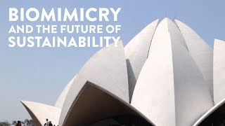 Biomimicry and The Future of Sustainability