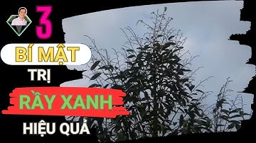 3 Bí Mật Trị Rầy Xanh Hại Sầu Riêng Hiệu Quả | Lương Hồng Sơn