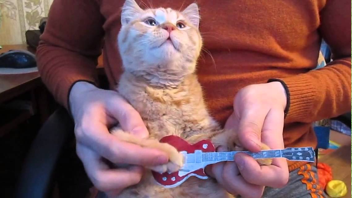 кошачьи игры. играем на коте видео. петс догс 2. стрей игра про кота. кот играет с котом.