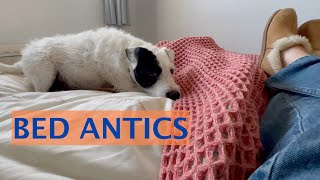 Bed Antics!  Life with a Parson Russell Terrier