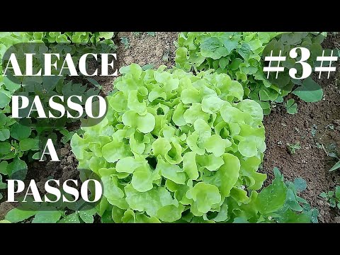 Vídeo: Como Cultivar Mimosa