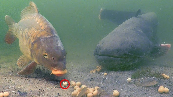 Quelques règles de base pour pêcher la carpe, ce poids lourds de nos eaux 