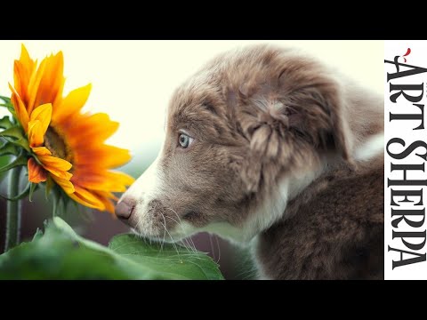 BORDER COLLIE PUPPY WITH SUNFLOWER Beginners Learn to paint Acrylic Tutorial Step by Step BAQ2021