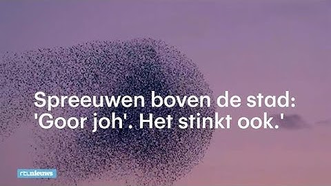 Spreeuwen zorgen voor prachtig schouwspel boven steden, maar ja, al die poep - RTL NIEUWS